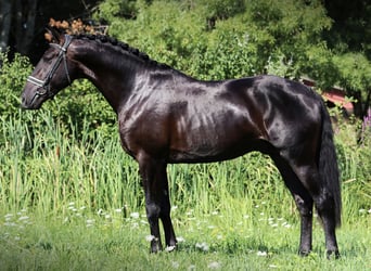 Lusitanos, Wallach, 6 Jahre, 164 cm, Rappe