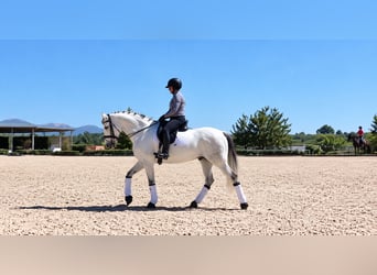 Lusitanos, Wallach, 6 Jahre, 164 cm, Schimmel
