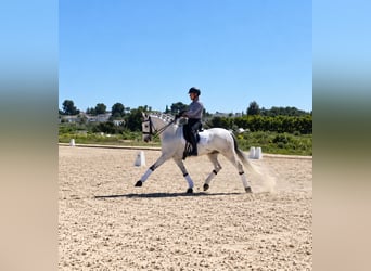 Lusitanos, Wallach, 6 Jahre, 164 cm, Schimmel