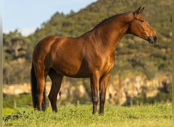 Lusitanos, Wallach, 6 Jahre, 165 cm, Brauner