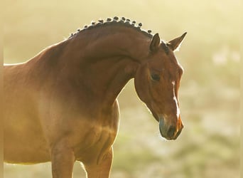 Lusitanos, Wallach, 6 Jahre, 165 cm, Brauner