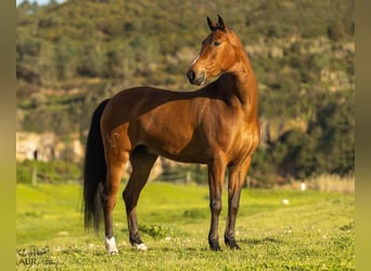 Lusitanos Mix, Wallach, 6 Jahre, 165 cm, Brauner