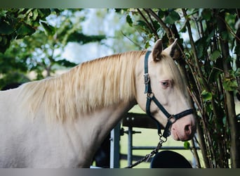 Lusitanos Mix, Wallach, 6 Jahre, 165 cm, Cremello
