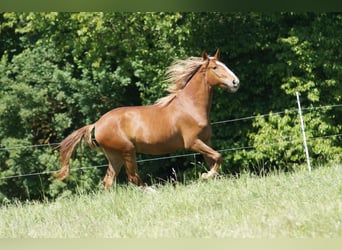 Lusitanos, Wallach, 6 Jahre, 165 cm, Fuchs