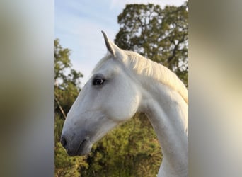 Lusitanos, Wallach, 6 Jahre, 165 cm, Schimmel
