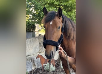 Lusitanos, Wallach, 6 Jahre, 166 cm, Brauner