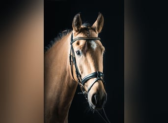 Lusitanos, Wallach, 6 Jahre, 166 cm, Falbe