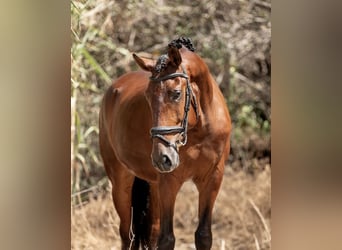 Lusitanos, Wallach, 6 Jahre, 166 cm, Fuchs