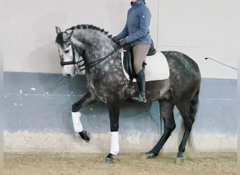 Lusitanos, Wallach, 6 Jahre, 166 cm, Schimmel