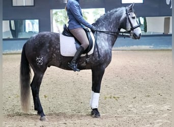 Lusitanos, Wallach, 6 Jahre, 166 cm, Schimmel