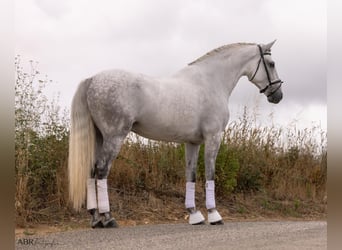 Lusitanos, Wallach, 6 Jahre, 167 cm, Apfelschimmel