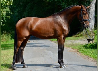 Lusitanos Mix, Wallach, 6 Jahre, 167 cm, Dunkelbrauner