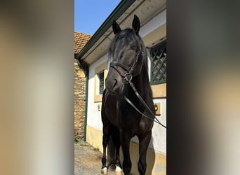Lusitanos, Wallach, 6 Jahre, 167 cm, Rappe