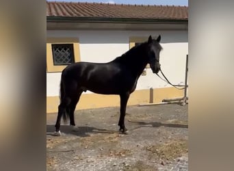 Lusitanos, Wallach, 6 Jahre, 167 cm, Rappe