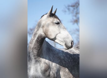 Lusitanos, Wallach, 6 Jahre, 167 cm, Schimmel