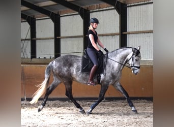 Lusitanos, Wallach, 6 Jahre, 167 cm, Schimmel
