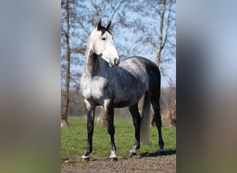 Lusitanos, Wallach, 6 Jahre, 167 cm, Schimmel