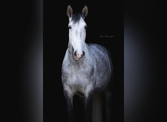 Lusitanos, Wallach, 6 Jahre, 167 cm, Schimmel