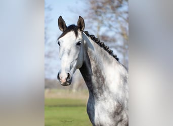 Lusitanos, Wallach, 6 Jahre, 167 cm, Schimmel