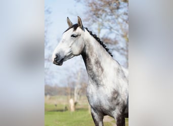 Lusitanos, Wallach, 6 Jahre, 167 cm, Schimmel