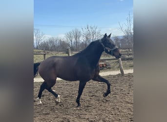 Lusitanos, Wallach, 6 Jahre, 168 cm, Brauner