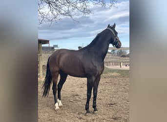 Lusitanos, Wallach, 6 Jahre, 168 cm, Brauner