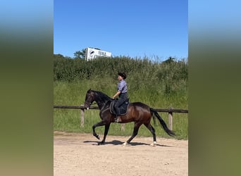 Lusitanos, Wallach, 6 Jahre, 168 cm, Brauner