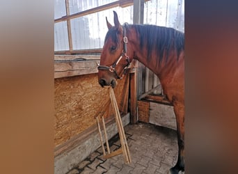 Lusitanos, Wallach, 6 Jahre, 169 cm, Brauner
