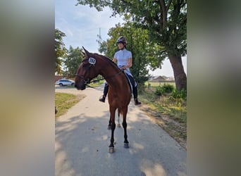 Lusitanos, Wallach, 6 Jahre, 169 cm, Brauner