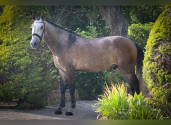 Lusitanos, Wallach, 6 Jahre, 170 cm, Rotschimmel