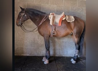 Lusitanos, Wallach, 6 Jahre, 172 cm, Brauner