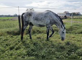 Lusitanos, Wallach, 7 Jahre, 155 cm, Fliegenschimmel Lusitanos, Wallach, 7 Jahre, 155 cm, Fliegenschimmel