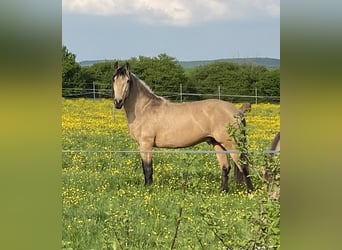 Lusitanos, Wallach, 7 Jahre, 157 cm, Falbe