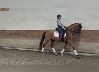Lusitanos, Wallach, 7 Jahre, 159 cm, Fuchs