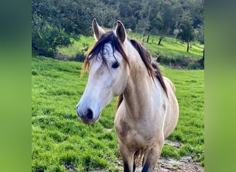 Lusitanos, Wallach, 7 Jahre, 160 cm, Buckskin