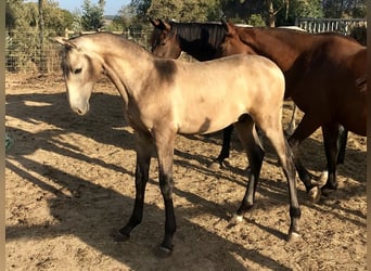 Lusitanos, Wallach, 7 Jahre, 160 cm, Buckskin