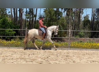 Lusitanos, Wallach, 7 Jahre, 160 cm, Buckskin