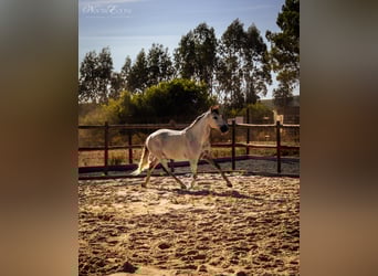 Lusitanos, Wallach, 7 Jahre, 160 cm, Buckskin