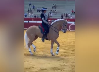 Lusitanos, Wallach, 7 Jahre, 160 cm, Palomino