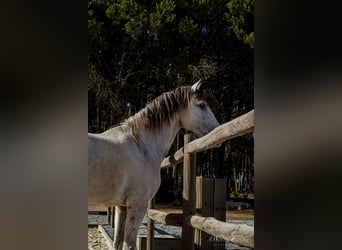 Lusitanos, Wallach, 7 Jahre, 160 cm, Rotschimmel