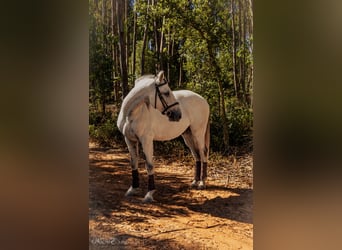 Lusitanos, Wallach, 7 Jahre, 160 cm, Rotschimmel