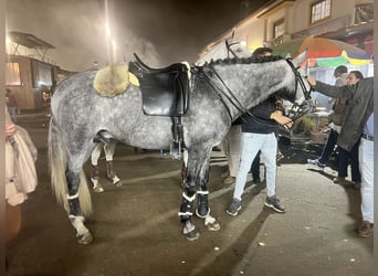 Lusitanos, Wallach, 7 Jahre, 160 cm, Schimmel