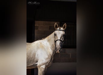Lusitanos, Wallach, 7 Jahre, 160 cm, Schimmel