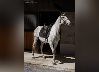 Lusitanos, Wallach, 7 Jahre, 160 cm, Schimmel
