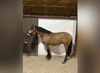 Lusitanos, Wallach, 7 Jahre, 161 cm, Falbe