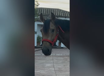Lusitanos, Wallach, 7 Jahre, 161 cm, Falbe