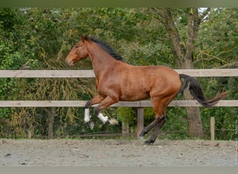 Lusitanos, Wallach, 7 Jahre, 162 cm, Brauner