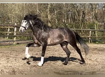 Lusitanos, Wallach, 7 Jahre, 162 cm, Rappschimmel