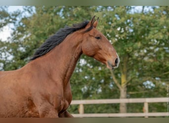 Lusitanos, Wallach, 7 Jahre, 162 cm