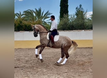 Lusitanos, Wallach, 7 Jahre, 163 cm, Apfelschimmel
